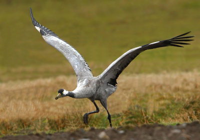 Common Crane  Shetland