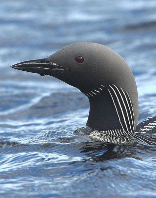 Black-throated Diver  Highland