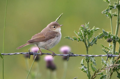 Booted Warbler  Shetland