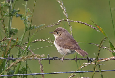 Booted Warbler