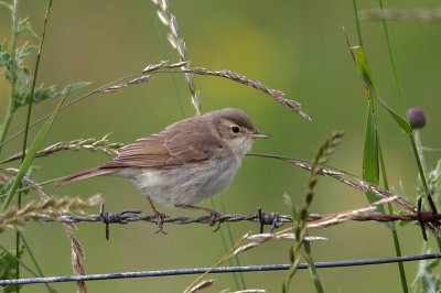 Booted Warbler