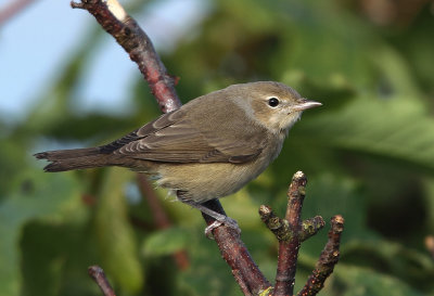 Garden Warbler