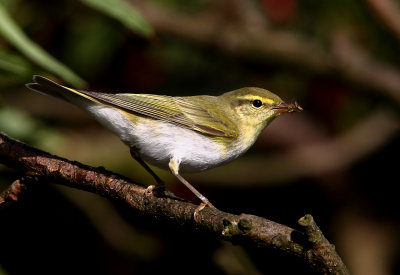 Wood Warbler