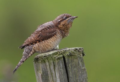 Wryneck 