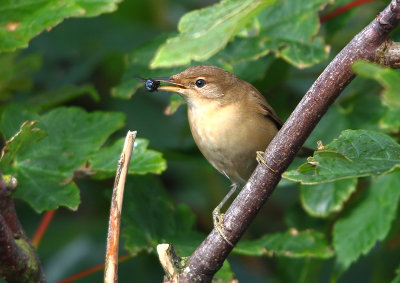 Reed Warbler  Shetland