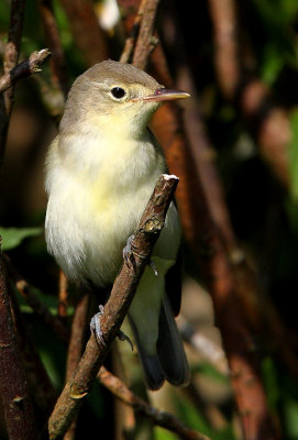 Icterine Warbler  Shetland