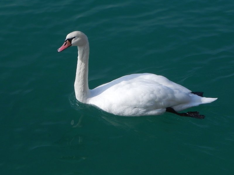 Como Swan by Bob Moncy