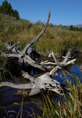 Montana Graveyard