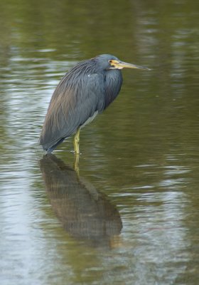 Tri-colored Heron by Steve Blanchard. 21 points