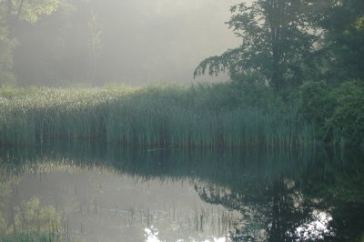 Shades of Mist by Alan Rubin. Honorable Mention
