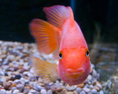 Gold Fish