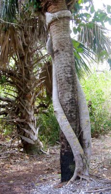 Strangler Fig around Cabbage Palm