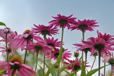 Berkshire Botanical Garden 2011