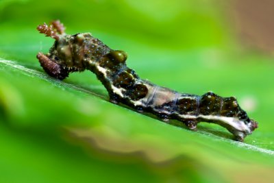 Viceroy Caterpillar