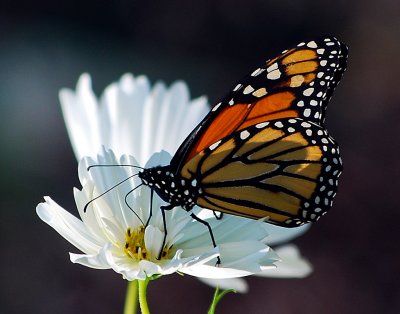 Monarch on Cosmos by Jack Sprano. 1A tied