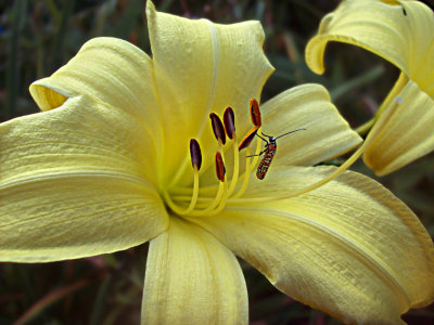 Lily in the Valley