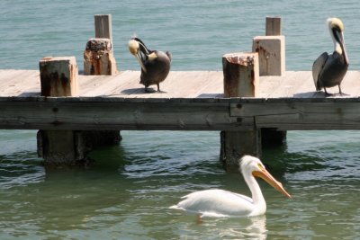 Pelicans