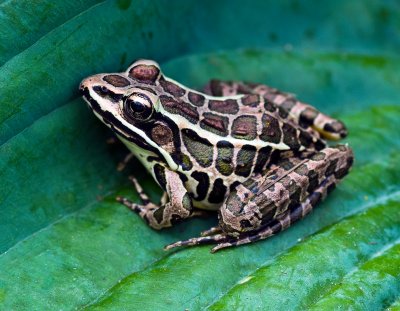 Leopard Frog by Jack Sprano