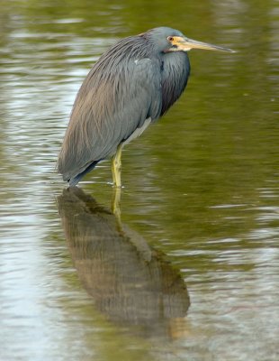 Tri Colored Heron by Steve Blanchard