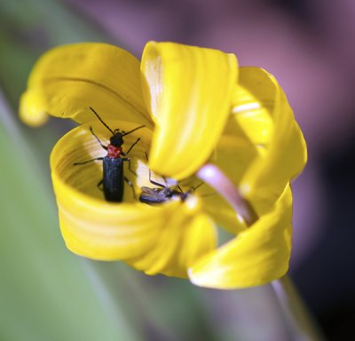Red-necked False Blister Beetles