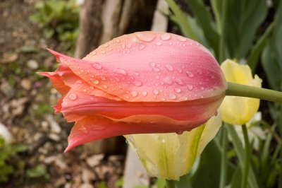 Dew on Tulip