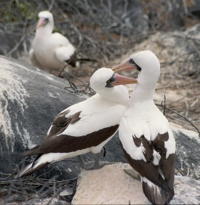 Masked Boobies