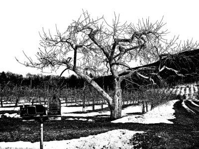 Apple Orchard in Winter by Henry Dondi