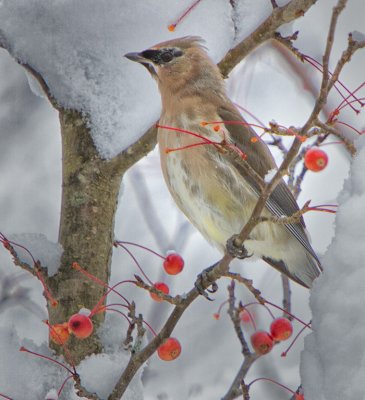 Cedar Waxwing By Art Gordon. 20 points