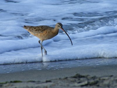 Wader by Bob Moncy. 19 points