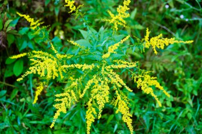 Goldenrod