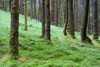 Gougane Barra Forest Park