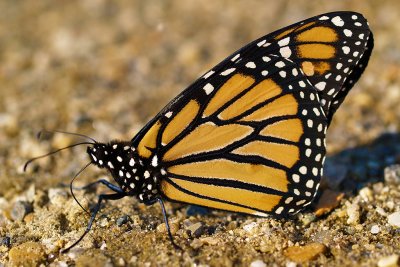 Monarch Amidst Gold Ochre Stones by Adam Kozik