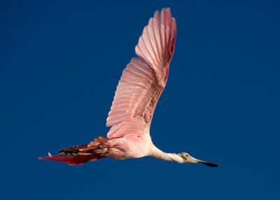 Roseate Spoonbill in Flight by Steve Blanchard