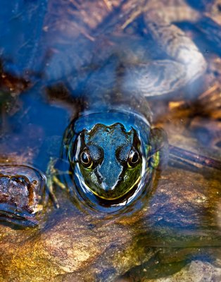 The Gaze of the Mere Guardian