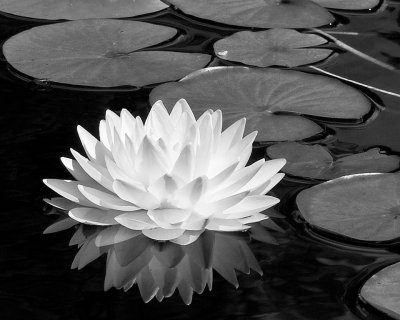 Water Lily by Jack Sprano
