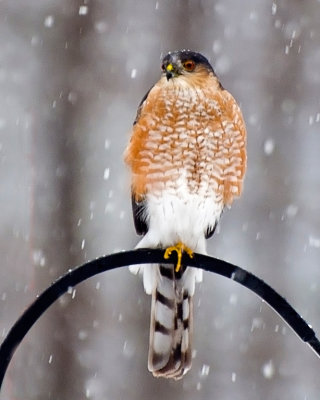 Cooper's Hawk by Jack Sprano. Honorable Mention Digital Image of the Year. Advanced