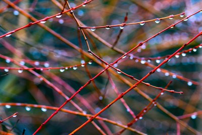 Rain on Willow Branches