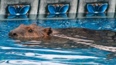 A Beaver In The Pool