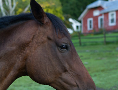 Eye Of The Horse.