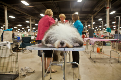 Getting Pretty At The Dog Show