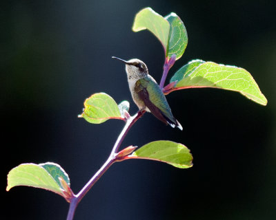 Hummingbird on Limb