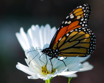 Monarch on Cosmos by Jack Sprano. 18 points