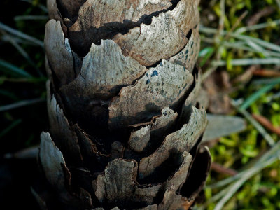 Weathered Spruce Cone