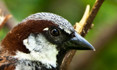 Bird's Eye View--English Sparrow
