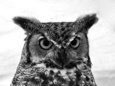 Bird's Eye View--Great Horned Owl