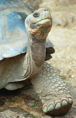 Galapagos Tortoise by Steve Blanchard. 18 points