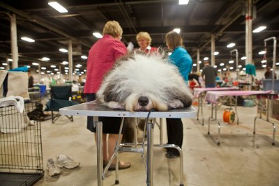 Denise Brazie Chandler. Bored at the Dog Show. 1