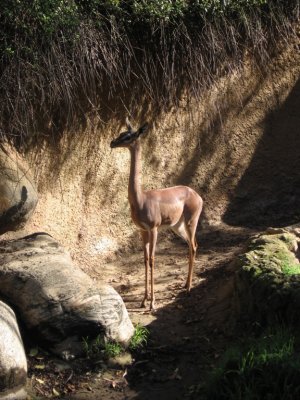Jeanne B. Driscoll. Gerenuk Antilope. 2