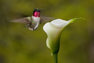 Ian Grey. Hummingbird with White Calla Lily. 5