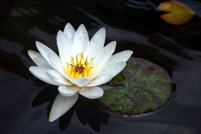 Susan Keiper. Pond Lilly. 6